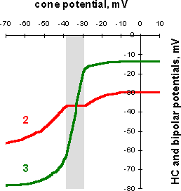 HC and bipolar response vs cone potential